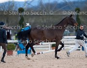 Clintige Tosc Tour2013- S5 1673 : Arezzo, Cavalli d'Italia, Clintige, Toscana Tour 2013, foto di Stefano Secchi ©